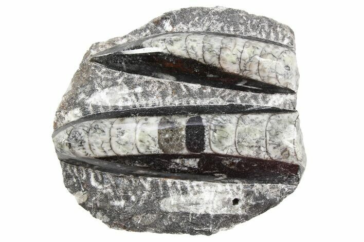 Polished Fossil Orthoceras Plate - Morocco #254474